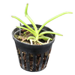 Mini Orchid Vanda Lucknow