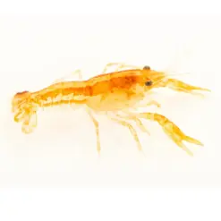 Dwarf Mexican Crayfish