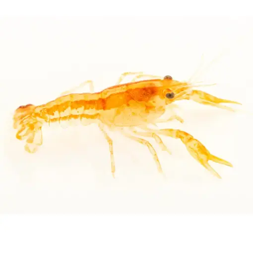 Dwarf Mexican Crayfish Dwarf Mexican Crayfish