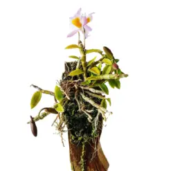 Mini Orchid Dendrobium Loddigesii