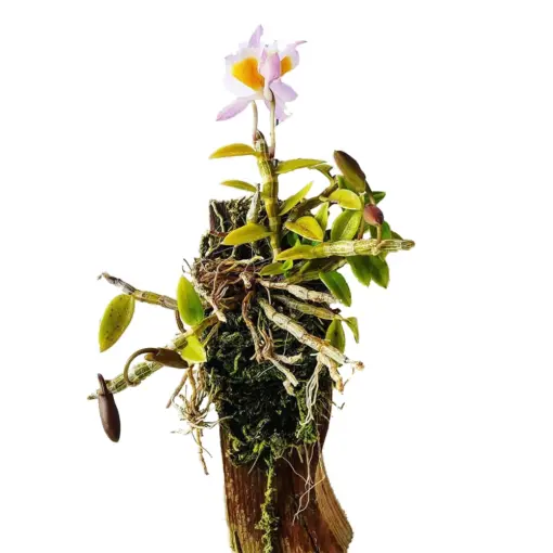 Mini Orchid Dendrobium Loddigesii