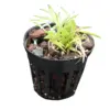 Mini Orchid Tolumnia Sylvestris
