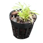 Mini Orchid Tolumnia Sylvestris