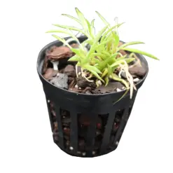 Mini Orchid Tolumnia Sylvestris