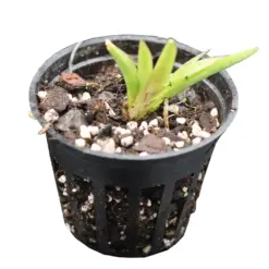 Mini Orchid Tolumnia Black Bull