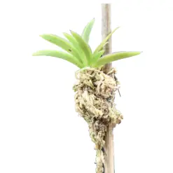 Mini Orchid Tolumnia Black Bull x Black Ball