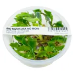 ADA Cryptocoryne Spiralis CK