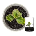 ADA Macodes Petola or Jewel Orchid