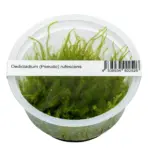 ADA Oedicladium Pseudo Rufescens