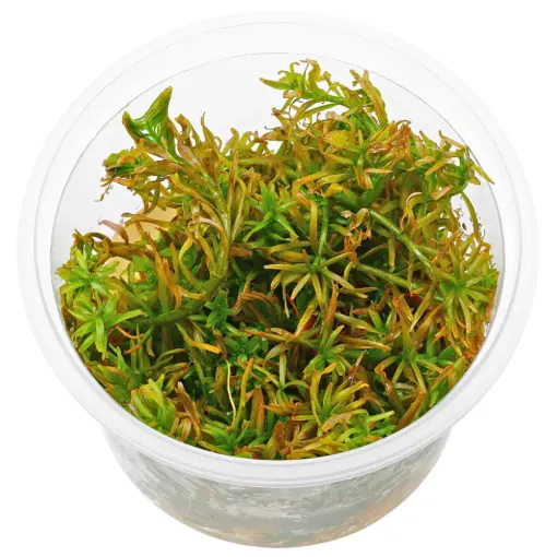ADA Rotala Mexicana Goias ADA Rotala Mexicana Goias