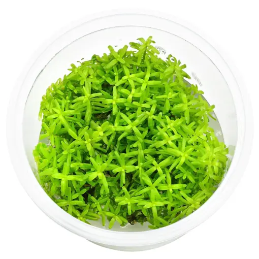 ADA Rotala Rotundifolia Wayanad