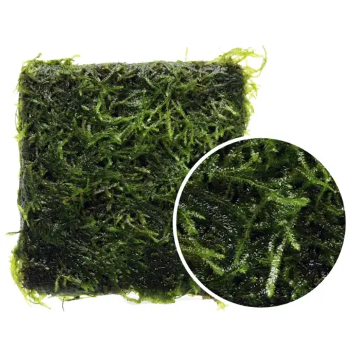 ADA Taxiphyllum Barbieri Moss Pad or Java Moss