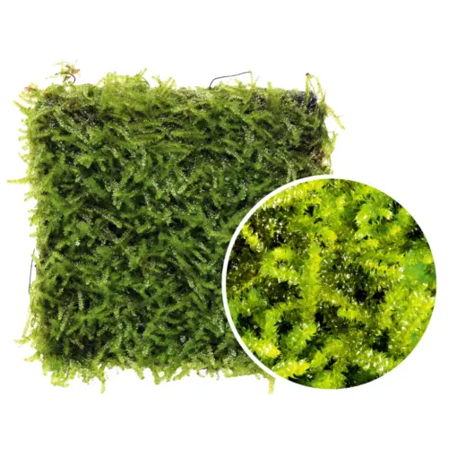 ADA Vesicularia montagnei 'Taiwan' Waba-Kusa Mat ADA Vesicularia montagnei 'Taiwan' Waba-Kusa Mat