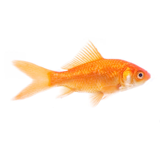 Comet Goldfish or Carassius auratus Comet Goldfish or Carassius auratus