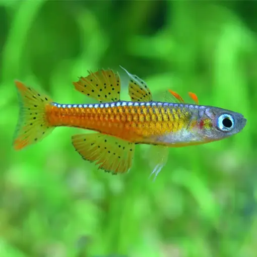 Paskai Rainbow or Pseudomugil Paskai