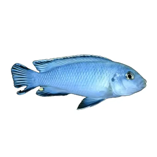 Pindani Chiclid Pseudotropheus Blue Zebra or Maylandia Zebra - Image 1