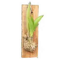 Mini Orchid Tolumnia Jairak x Oncidium Sotoanum