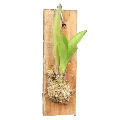 Mini Orchid Tolumnia Jairak x Oncidium Sotoanum