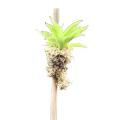 Mini Orchid Tolumnia Purple Dalmation