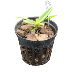Mini Orchid Vanda Testacea x Lucknow
