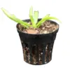 Mini Orchid Vanda Testacea x Miniata