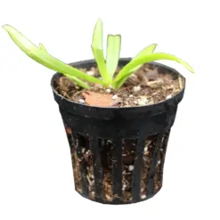 Mini Orchid Vanda Testacea x Miniata