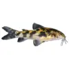 Aspidoras Cory