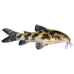 Aspidoras Cory