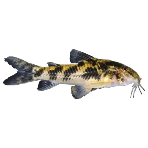 Aspidoras Cory