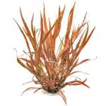 Tropica Cryptocoryne Spiralis Red