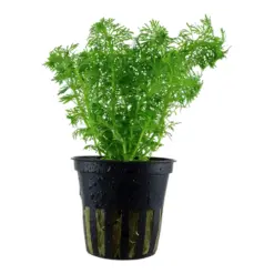 Kaiser Aquatics Limnophila Sessiliflora