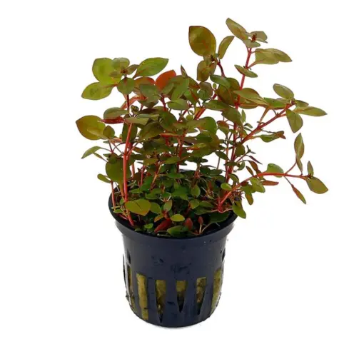 Ludwigia Repens Super Red Ludwigia Repens Super Red