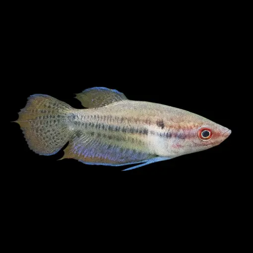 Croaking Gourami or Trichopsis vittata Croaking Gourami or Trichopsis vittata