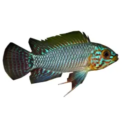 Steel Blue Cichlid or Apistogramma Borellii