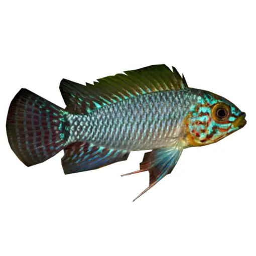 Steel Blue Cichlid or Apistogramma Borellii Steel Blue Cichlid or Apistogramma Borellii