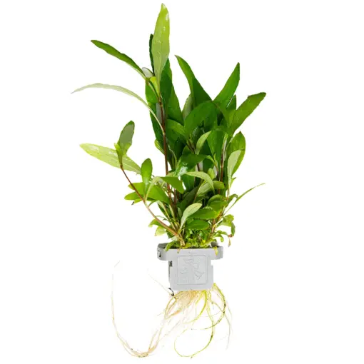 Tropica Hygrophila Corymbosa Siamensis 53B Tropica Hygrophila Corymbosa Siamensis 53B