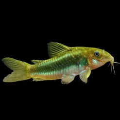 Green Laser Cory or Corydoras sp CW009