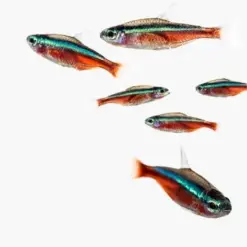 Neon Tetra fish