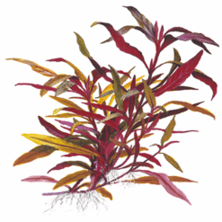 Tropica Alternanthera reineckii Pink Clip