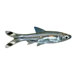 Scissortail Rasboras or Rasbora trilineata