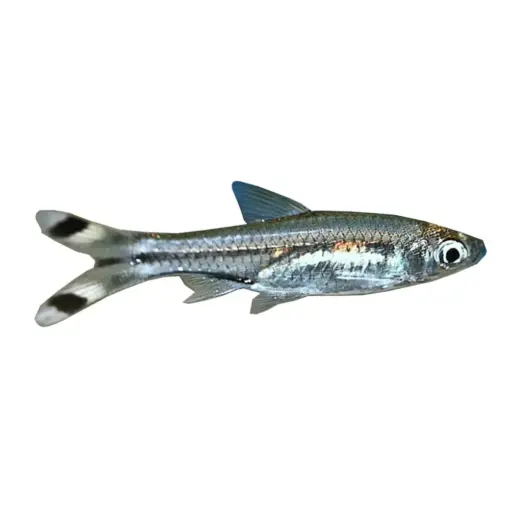 Scissortail Rasboras or Rasbora trilineata