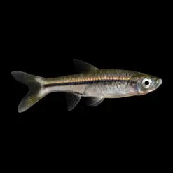 Slender Rasbora or Trigonopoma Gracile