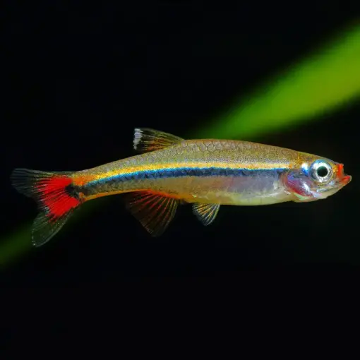 Vietnamese Cardinal Minnow or Tanichthys Micagemmae