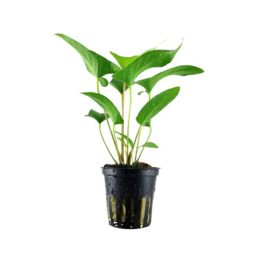 Tropica Anubias gracills Tropica Anubias gracills