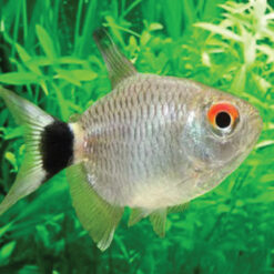 Balloon Red Eye Tetra or Moenkhausia sanctaefilomenae