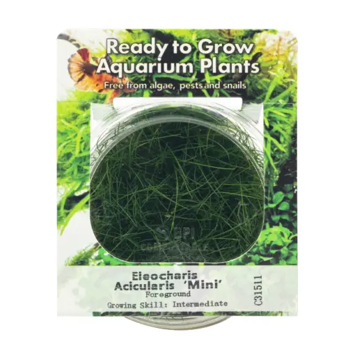 RTG Eleocharis acicularis Mini