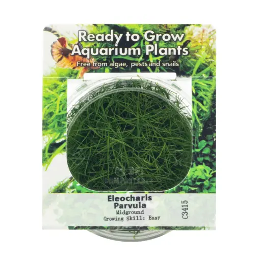 RTG Eleocharis parvula