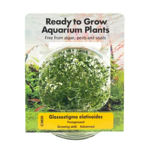 RTG Glossostigma elatinoides