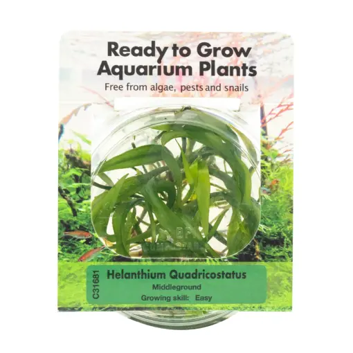 RTG Helanthium Quadricostatus