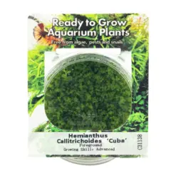 RTG Hemianthus callitrichoides Cuba